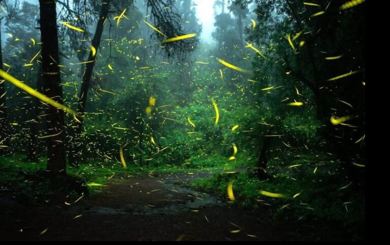 Bosque Esmeralda, en Amecameca, durante la temporada de luciérnagas, uno de los mejores lugares para ver luciérnagas en México.